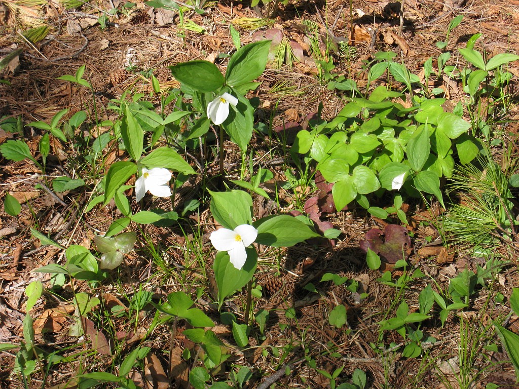 Mackinaw Island Area May 2008 0925.jpg - May 24 2008 a trip to Mackinac City for a 5 M race and a visit to Mackinac Island. A day to the UP, Paradise, Whitefish Point and Tahquamen Falls. This was followed by trips to Petoskey and Charlevoix.